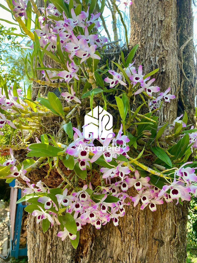 Sítio Primavera em Petrópolis | by Aquarela Stays