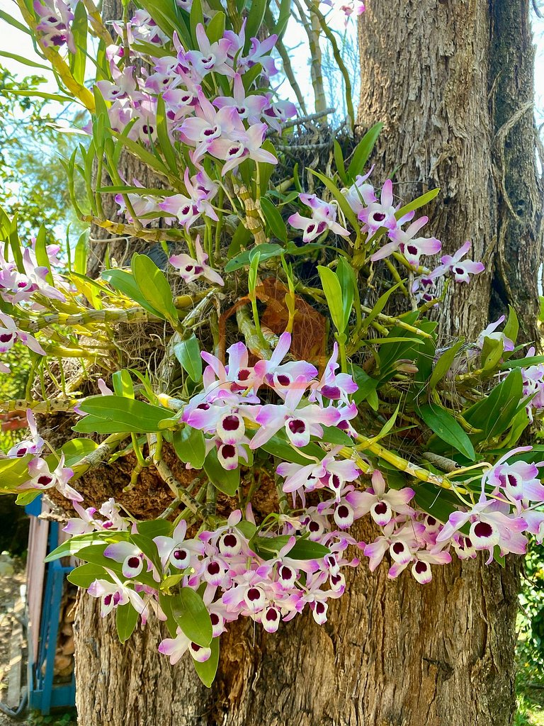 Sítio Primavera em Petrópolis - Vale Florido